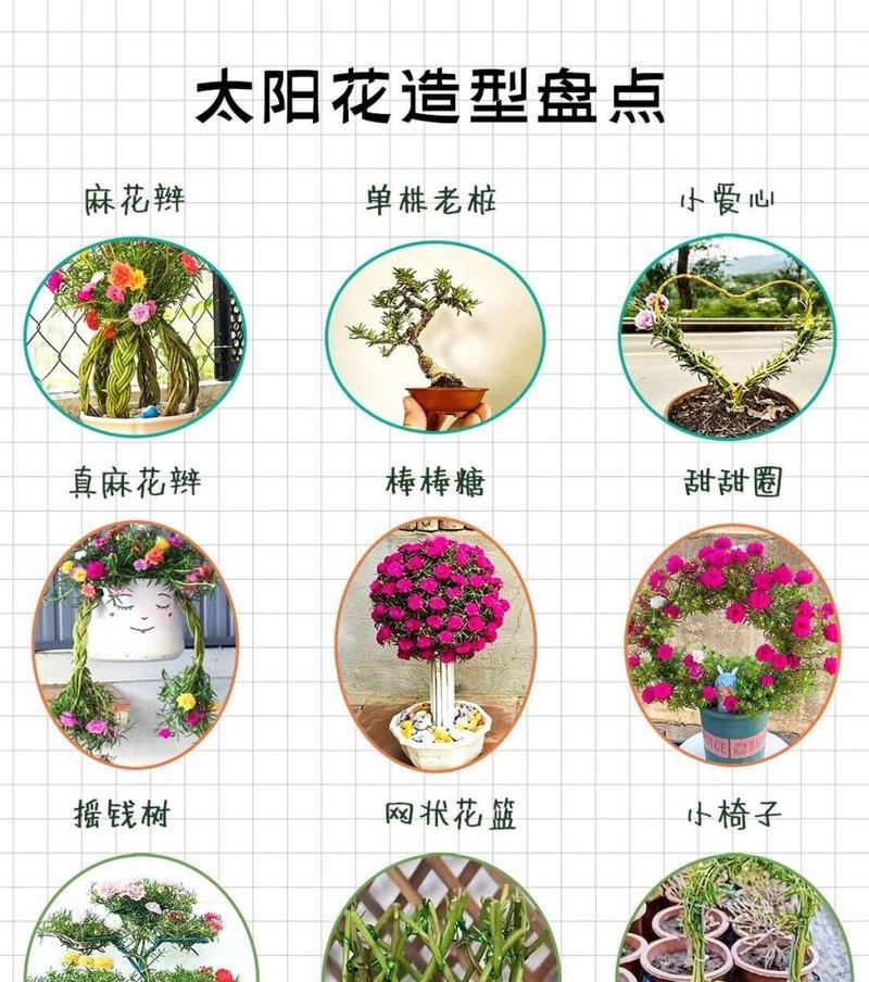 五株向日葵的花语代表什么？