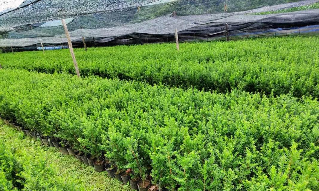 红豆杉的花语是什么？