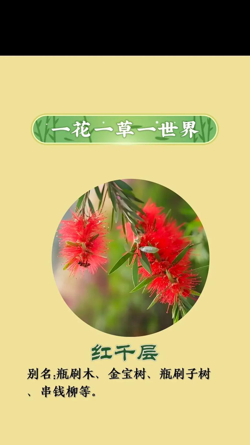 垂技红千层的花语有哪些含义？