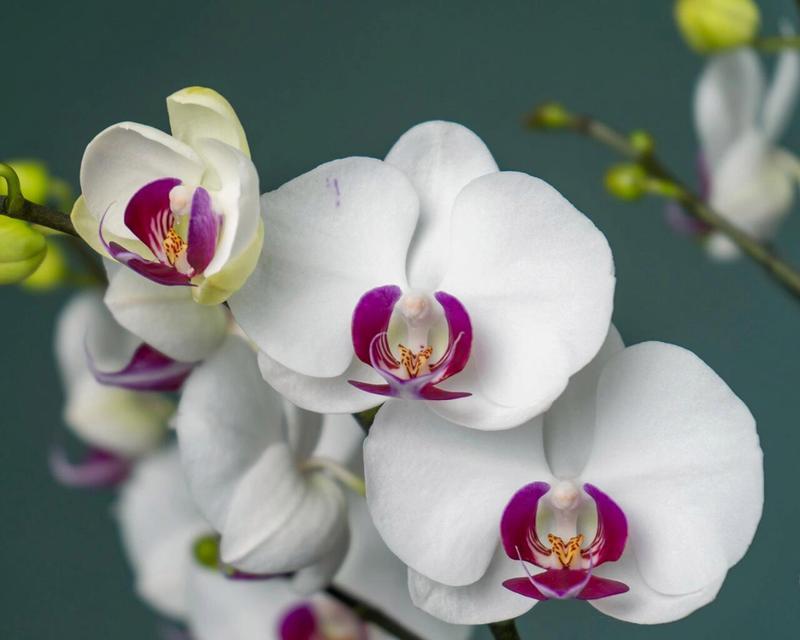 白玉蝴蝶兰的花语有哪些含义？