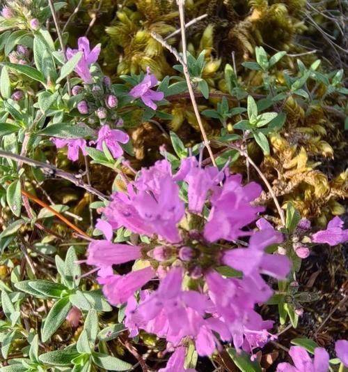 百里香的花语代表什么？