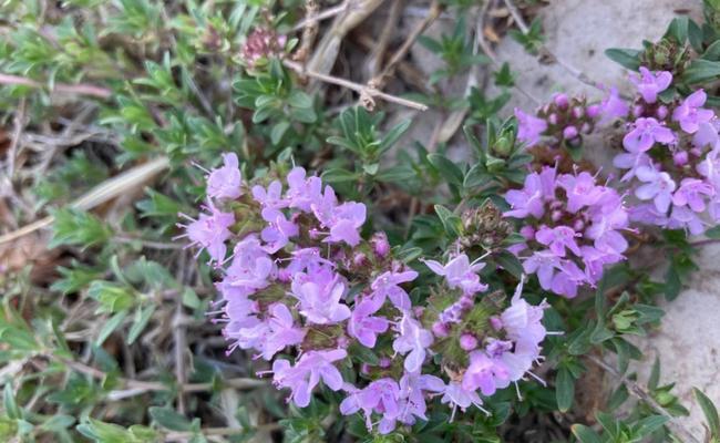 百里香的花语代表什么？