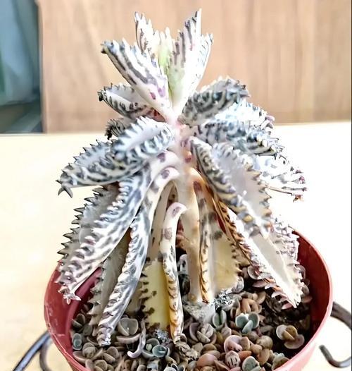 不死鸟花的花语有哪些含义？
