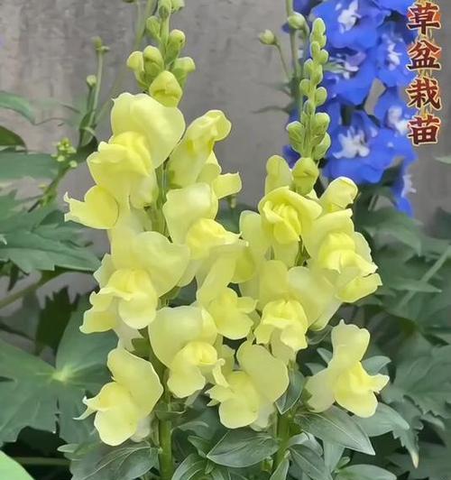 金鱼草的花语系列有哪些？