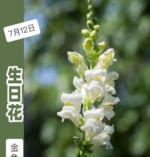 金鱼草的花语系列有哪些？