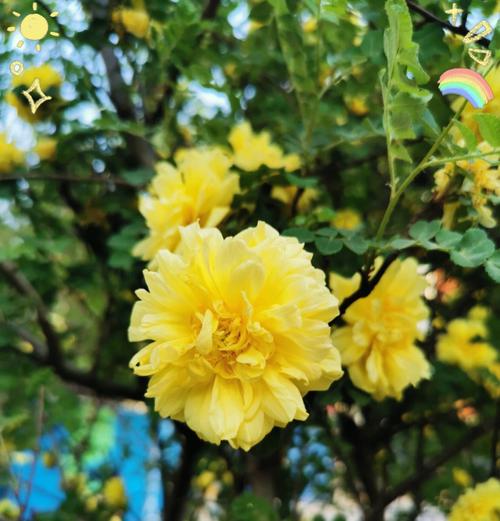 紫红色刺梅的花语有哪些含义？