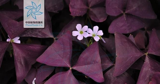 紫叶炸浆草花语是什么？它代表了哪些含义？