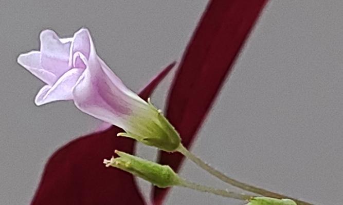 紫叶炸浆草花语是什么？它代表了哪些含义？