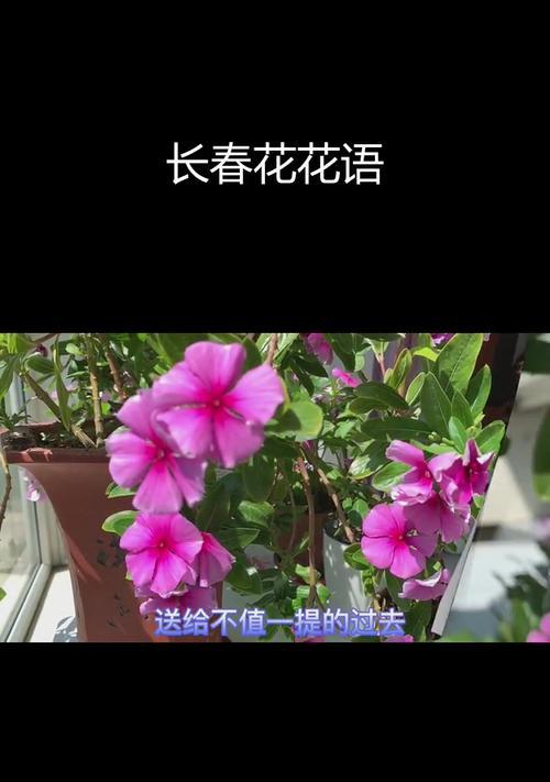 长春花的花语美文有哪些？如何表达长春花的美？