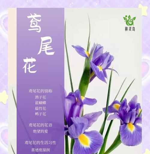 鸢尾花在英国的花语是什么？鸢尾花的文化意义何在？