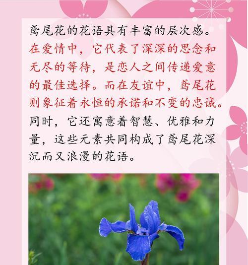 鸢尾花在英国的花语是什么？鸢尾花的文化意义何在？
