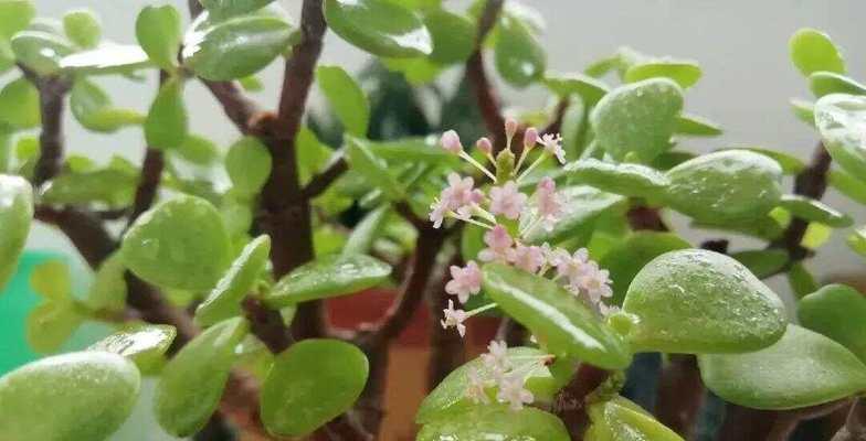 姐金枝玉叶的花语是什么？它象征着怎样的情感？