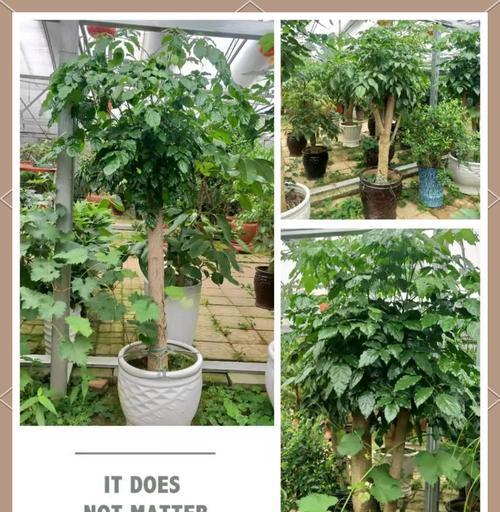 幸福树开花的花语是什么？它寓意着怎样的幸福？