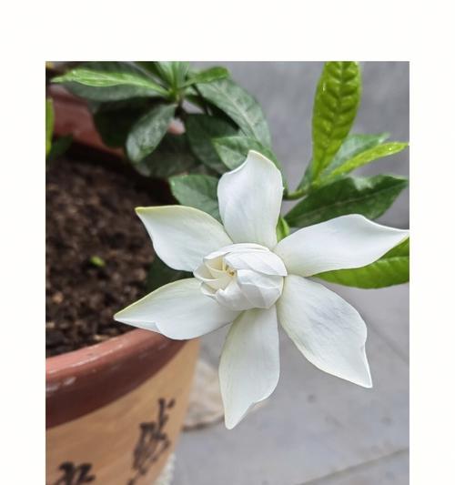 栀子花的花语是什么？它在不同文化中代表了什么？