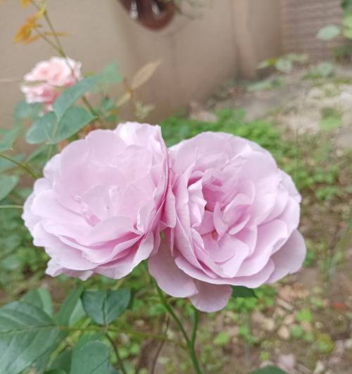 落葵薯花的花语是什么？它在植物界中代表了什么？