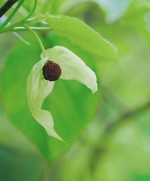 落葵薯花的花语是什么？它在植物界中代表了什么？