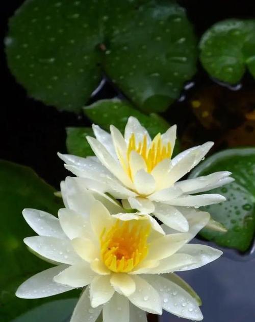 花语表示柔弱的花有哪些？它们各自代表了什么？
