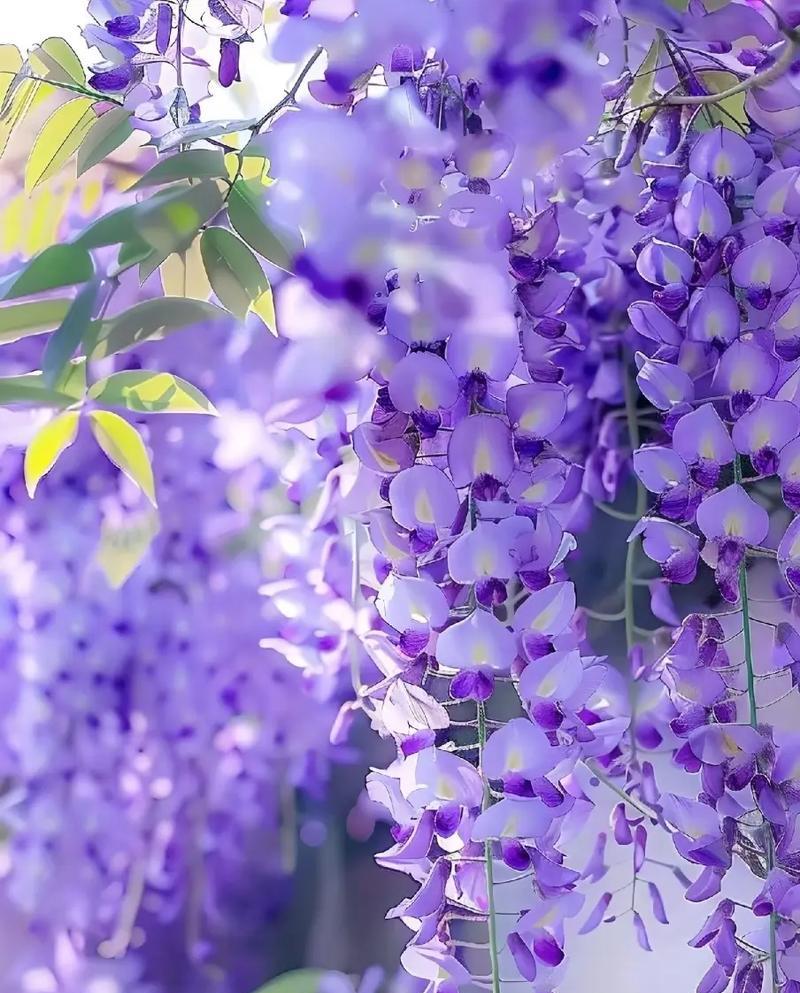 花语表示柔弱的花有哪些？它们各自代表了什么？