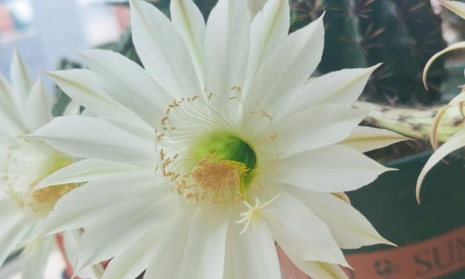 花语表示柔弱的花有哪些？它们各自代表了什么？