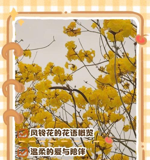 红赫蕉的花语是什么？它在自然界中传递了哪些信息？