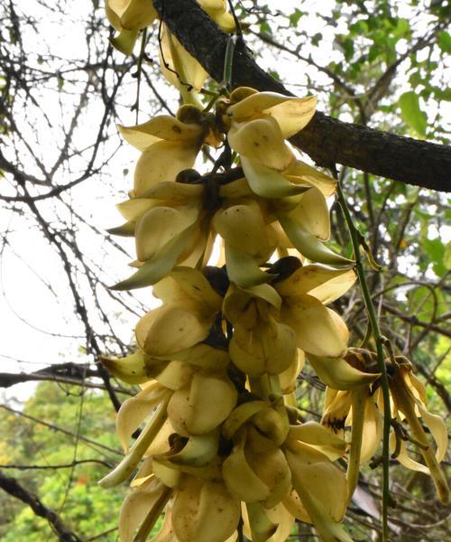 白花油麻藤的花语是什么？它在植物界中有什么特殊含义？