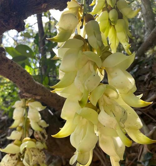 白花油麻藤的花语是什么？它在植物界中有什么特殊含义？