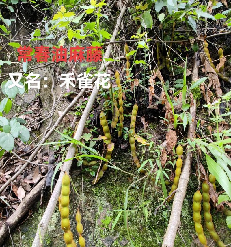 白花油麻藤的花语是什么？它在植物界中有什么特殊含义？