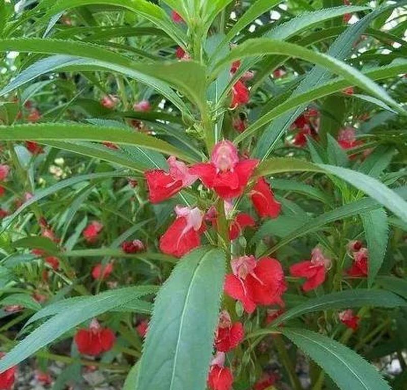 金色凤仙花的花语是什么？它在花卉中有什么独特之处？