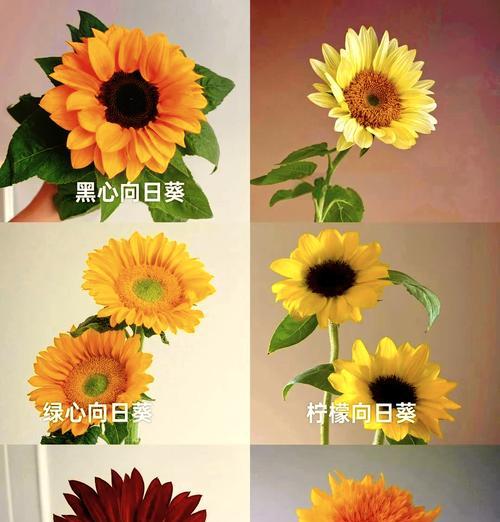 太阳花有哪三个花语？它们各自代表了什么意义？