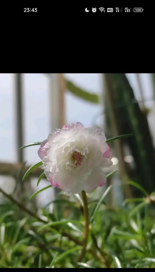 太阳花有哪三个花语？它们各自代表了什么意义？