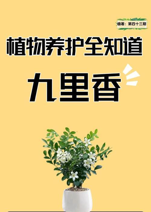 九里香花的花语代表什么含义？