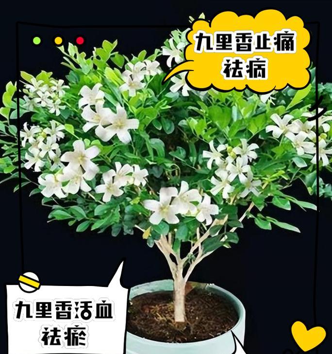 九里香花的花语代表什么含义？