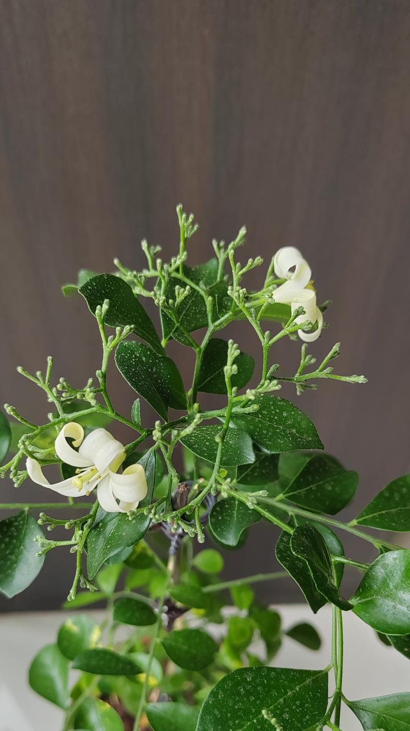 九里香花的花语代表什么含义？