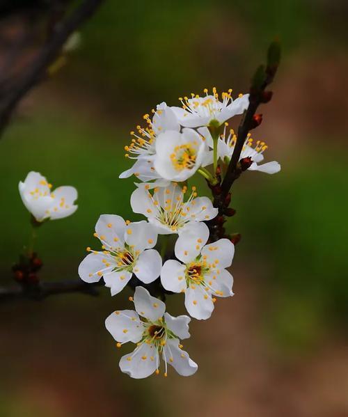 兰石莲锦的花语是什么意思？