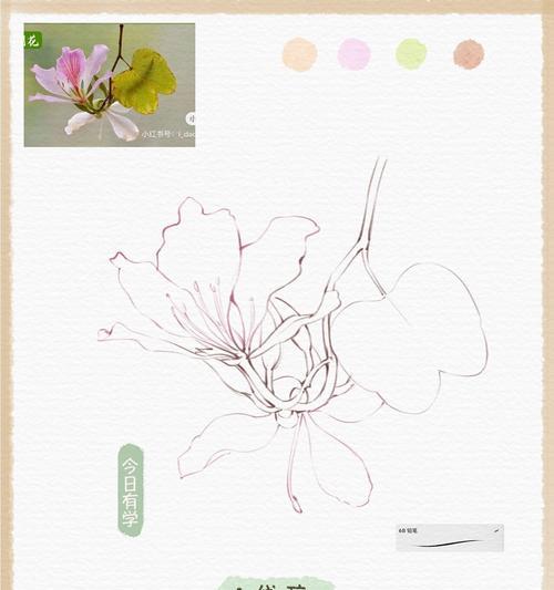 紫荆花语乳胶漆代表什么？
