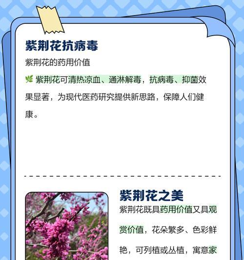 紫荆花语乳胶漆代表什么？