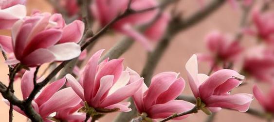 玉兰花语有哪些特别的含义？