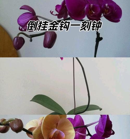 红玉兰花语有哪些美好的寓意？