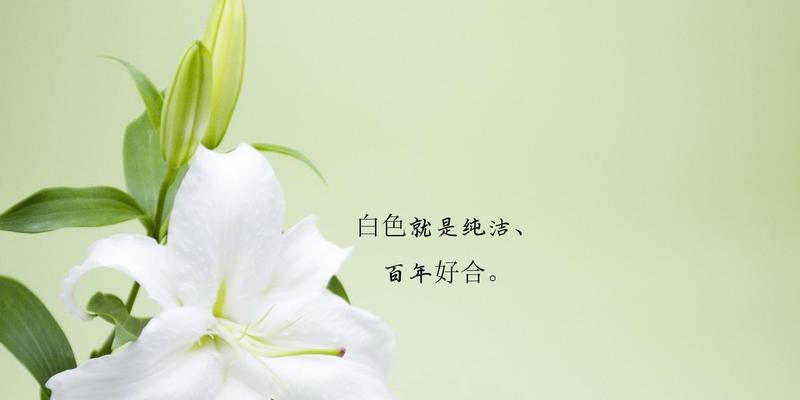 百合花语都有哪些含义？