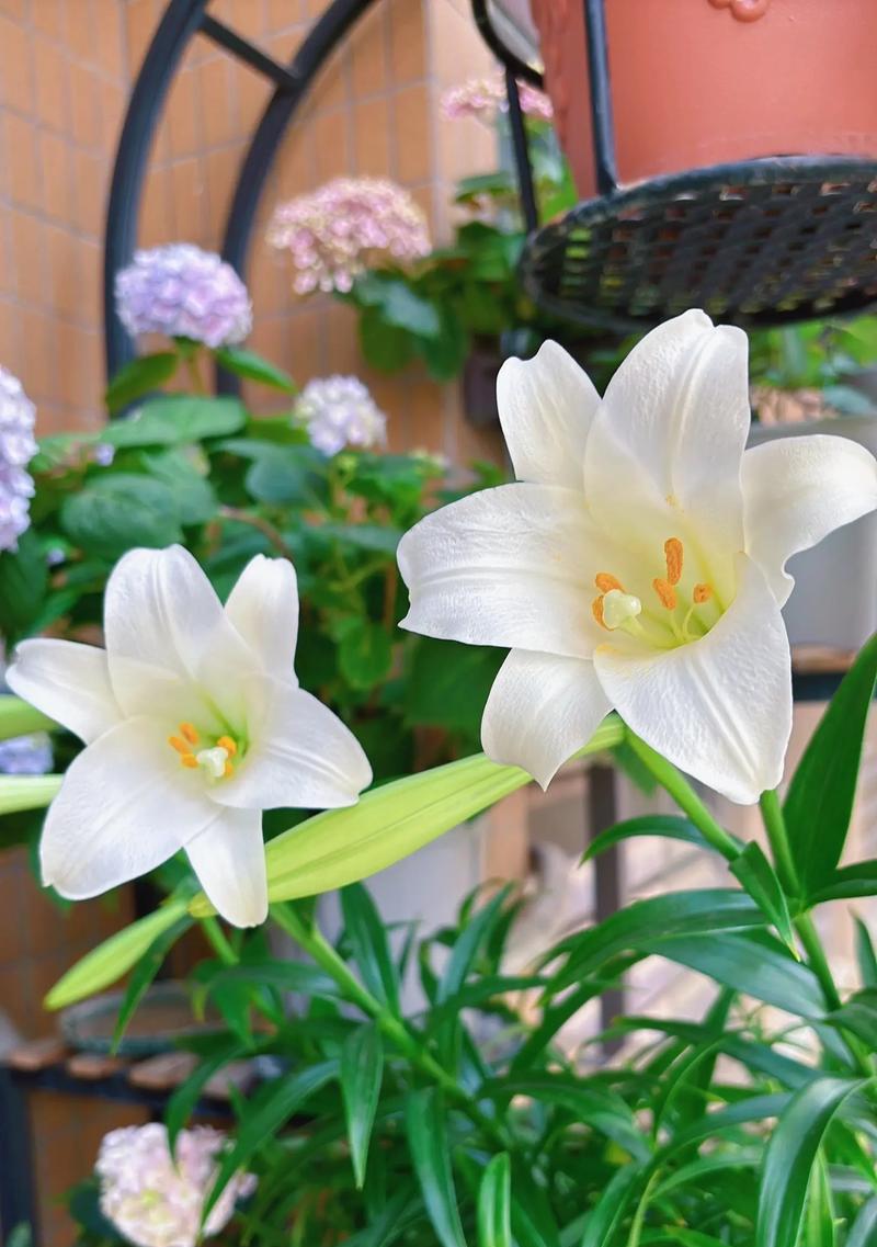 百合花语都有哪些含义？
