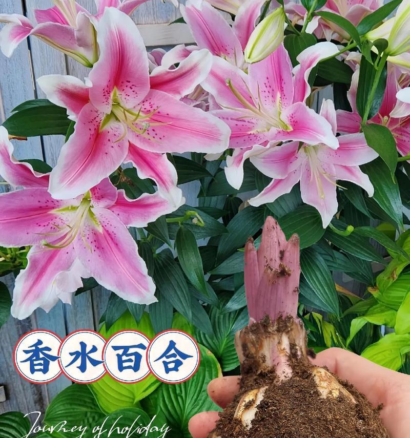 百合花语都有哪些含义？