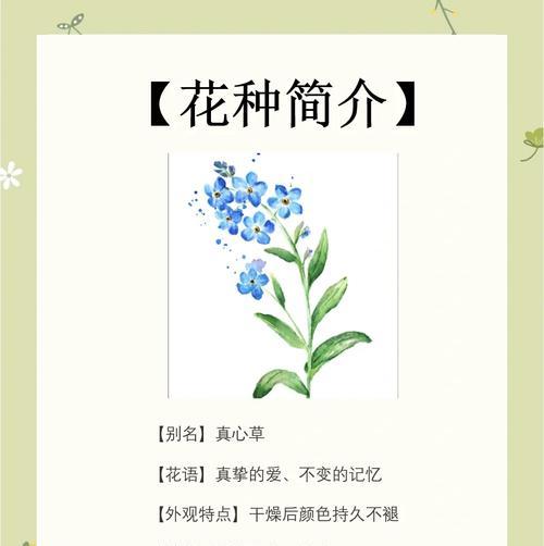 勿忘我之的花语代表什么？