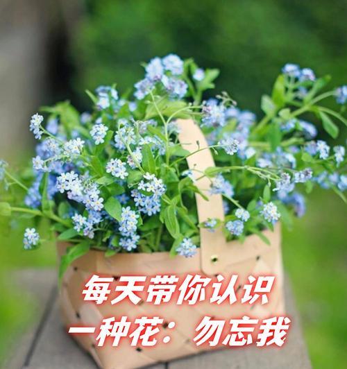 勿忘我之的花语代表什么？