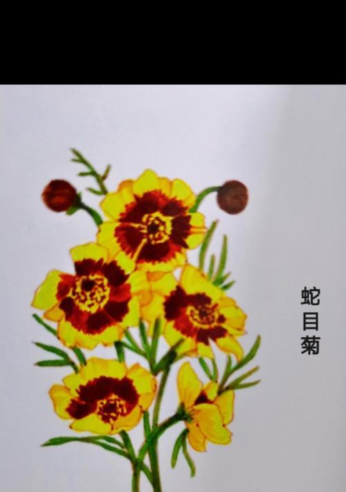 白蓝波斯菊花语有哪些特点？