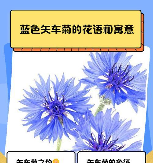 白蓝波斯菊花语有哪些特点？