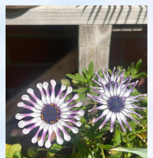 白蓝波斯菊花语有哪些特点？