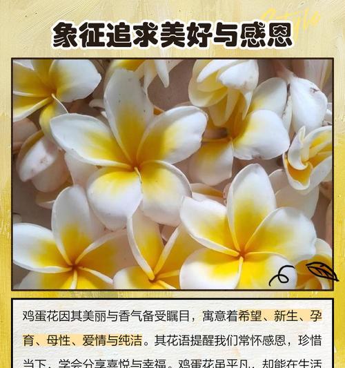 红花鸡蛋花的花语有哪些含义？
