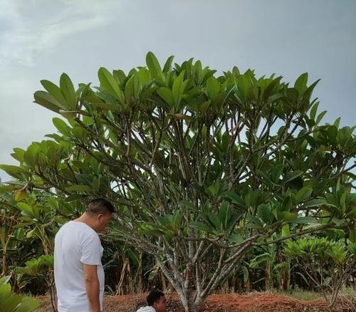 红花鸡蛋花的花语有哪些含义？