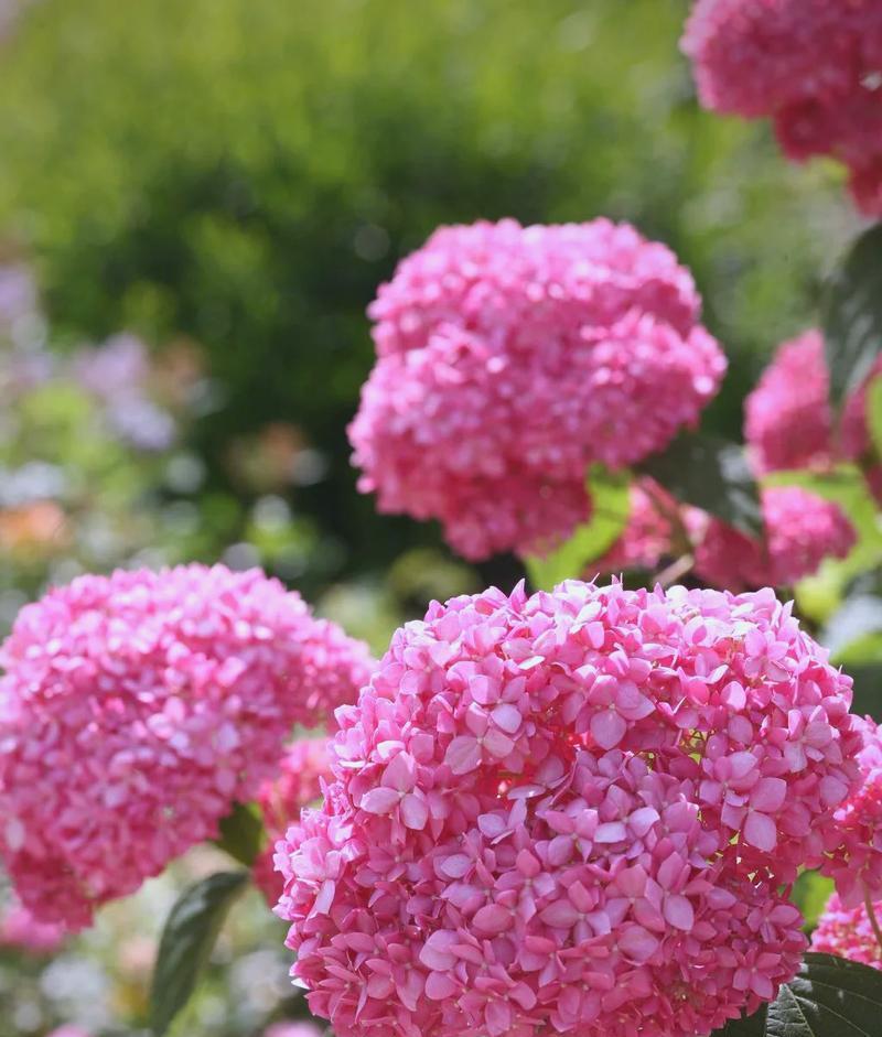 黄绣球花的花语有哪些特点？