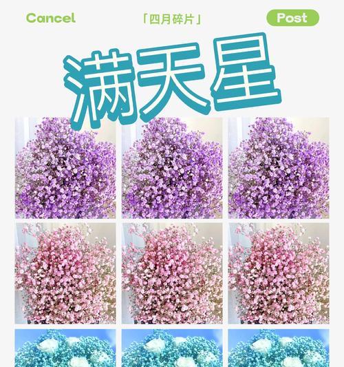 满天星花语法文有哪些含义？